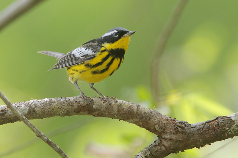 Magnolia Warbler