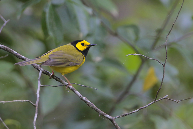 Hooded Warbler