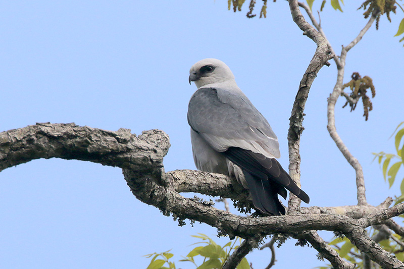 Mississippi Kite