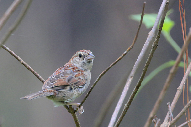 Bachmans Sparrow