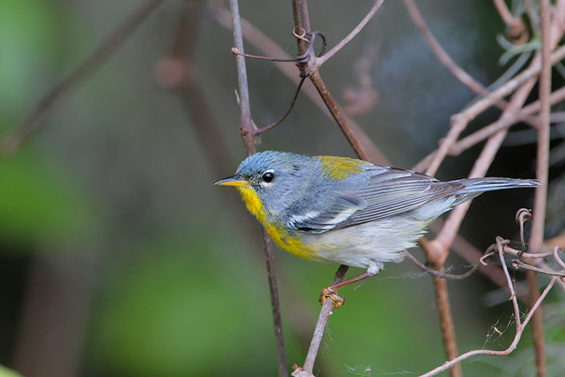 Northern Parula
