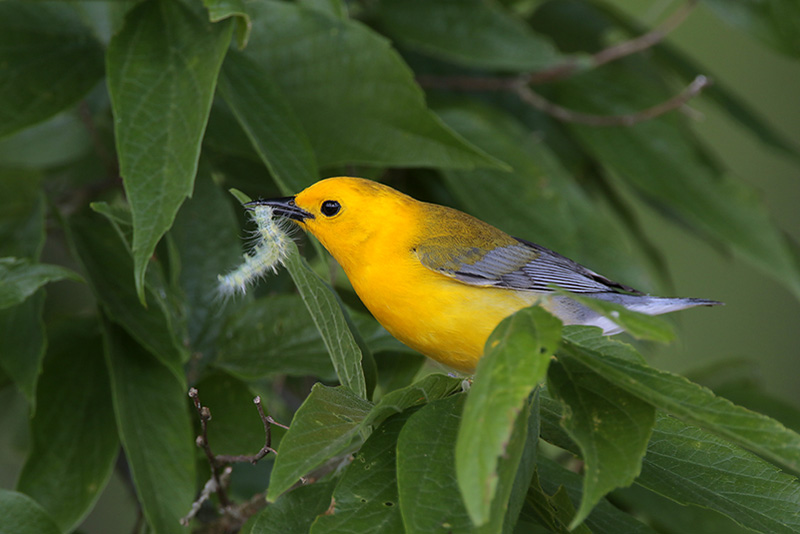 Prothonotary Warbler