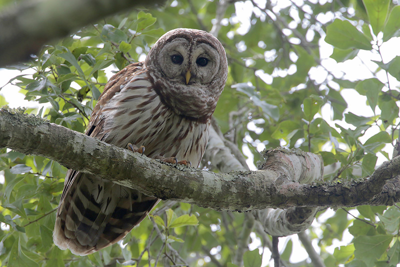 Barred Owl