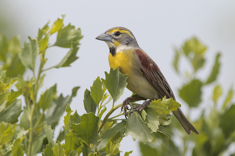 Dickcissel