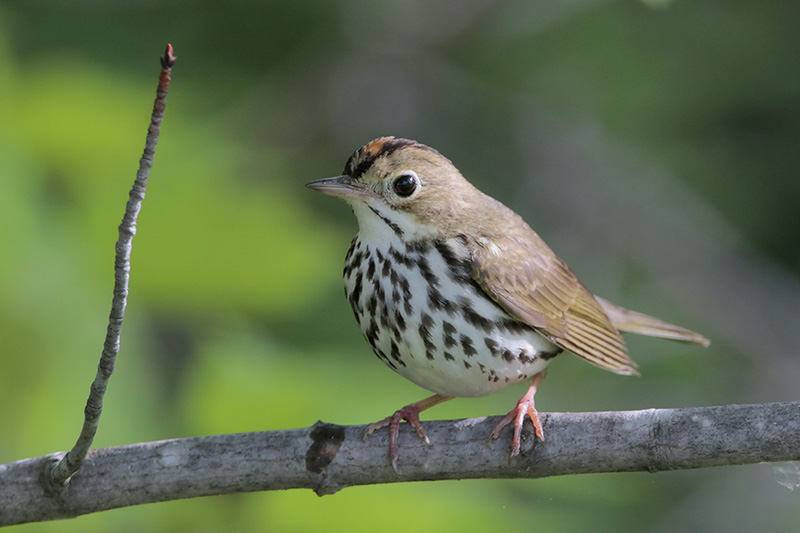 Ovenbird