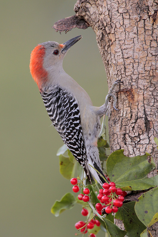 Red-bellied Woodpecker