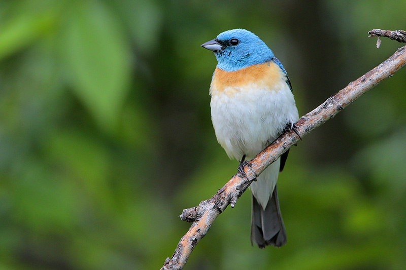 Lazuli Bunting