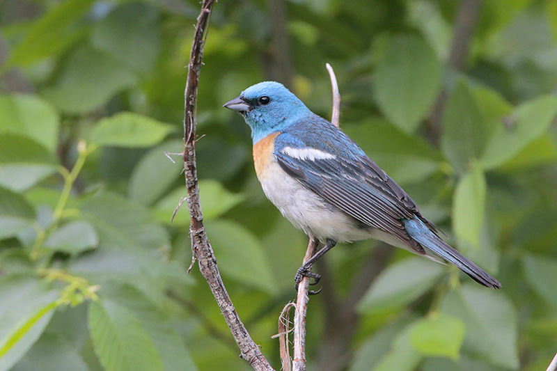 Lazuli Bunting