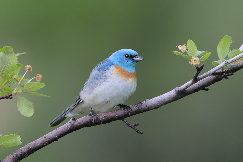 Lazuli Bunting