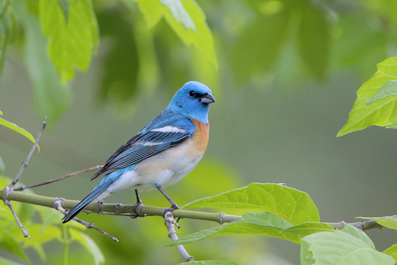 Lazuli Bunting