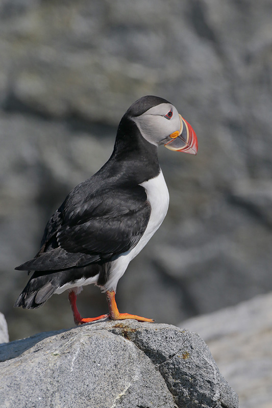 Atlantic Puffin