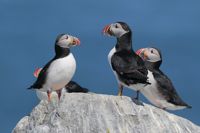Atlantic Puffin