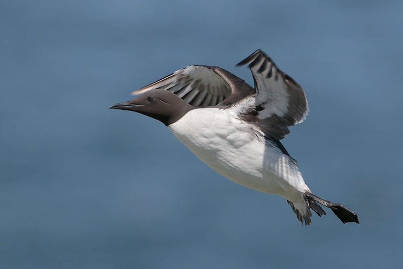 Common Murre