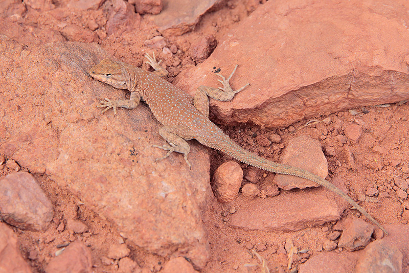 Whiptail