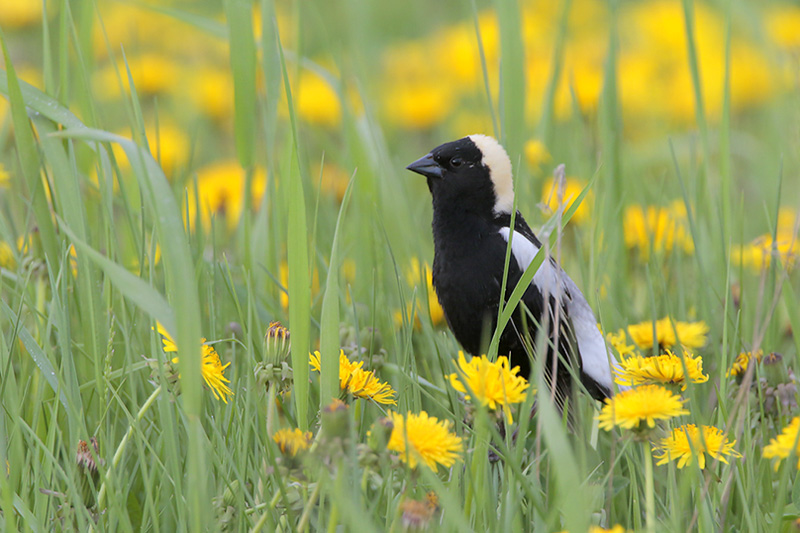 Bobolink