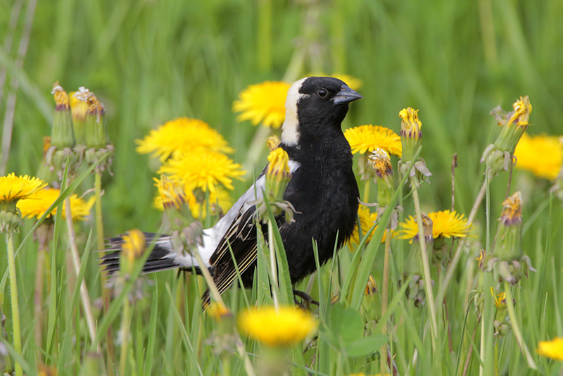 Bobolink