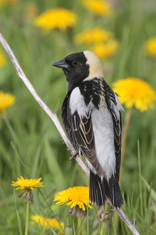 Bobolink