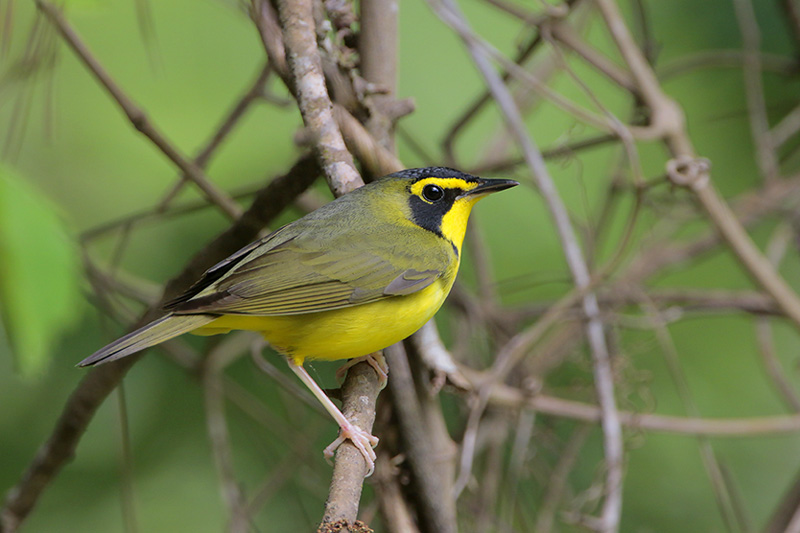 Kentucky Warbler