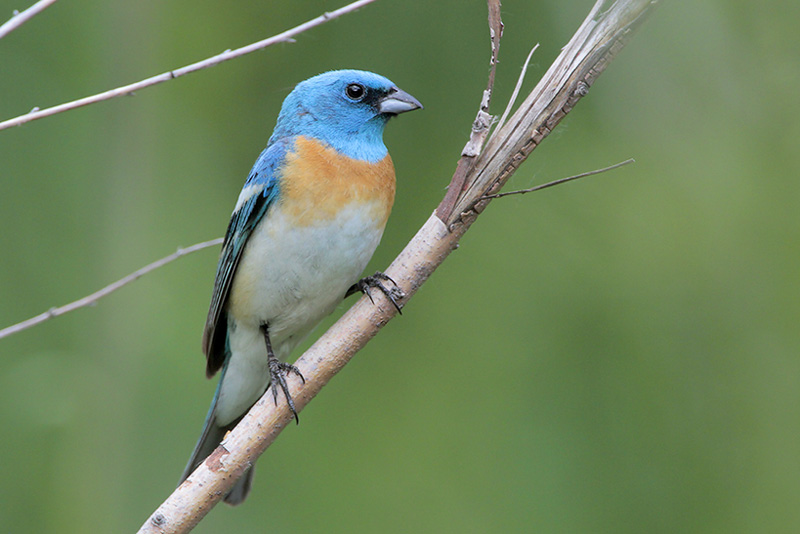 Lazuli Bunting