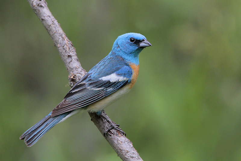 Lazuli Bunting