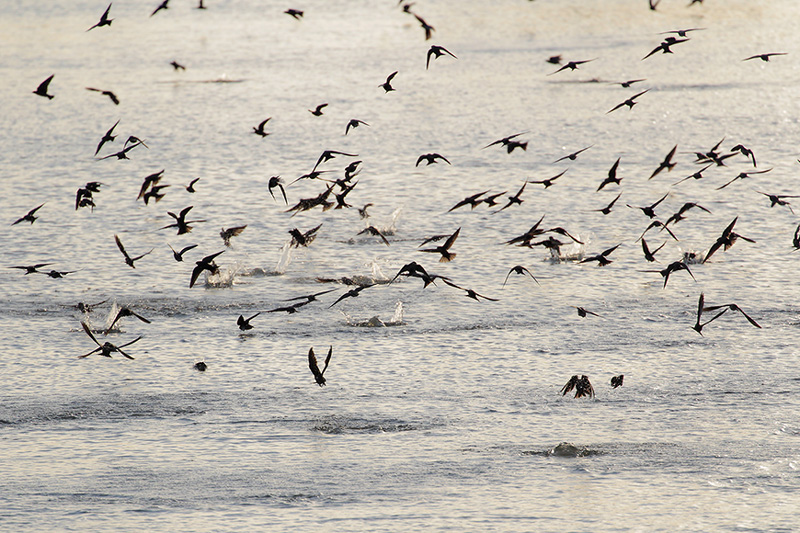 Purple Martin
