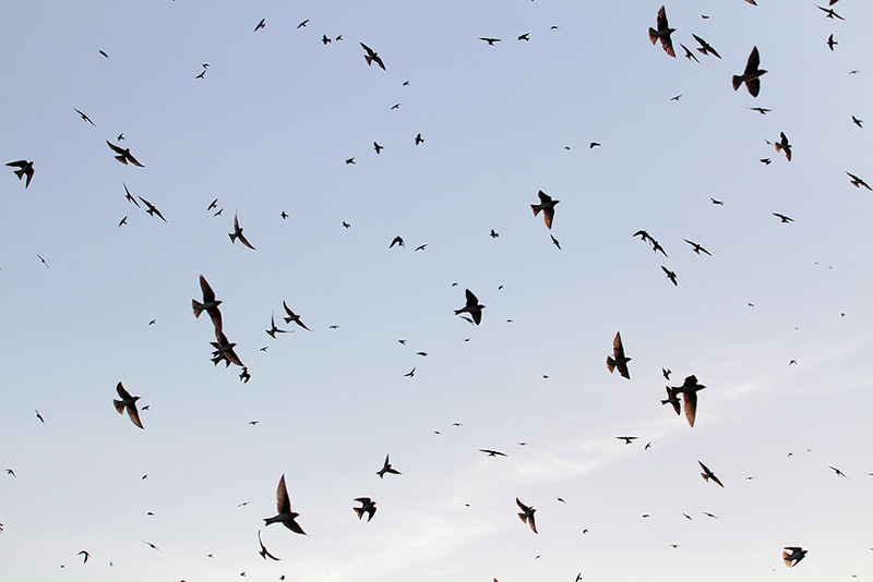 Purple Martin