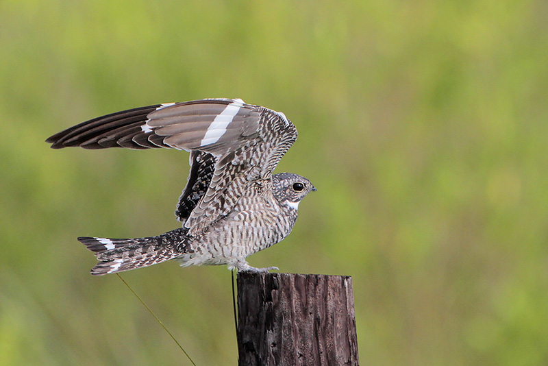 Common Nighthawk