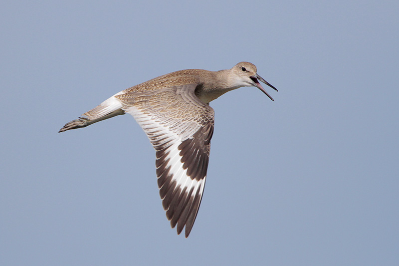 Willet