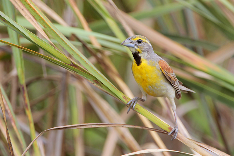 Dickcissel