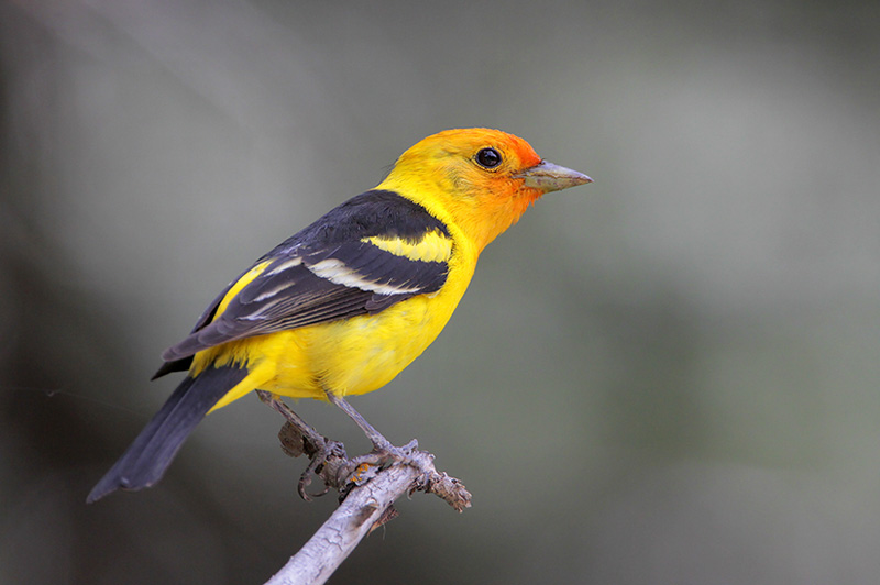 Western Tanager