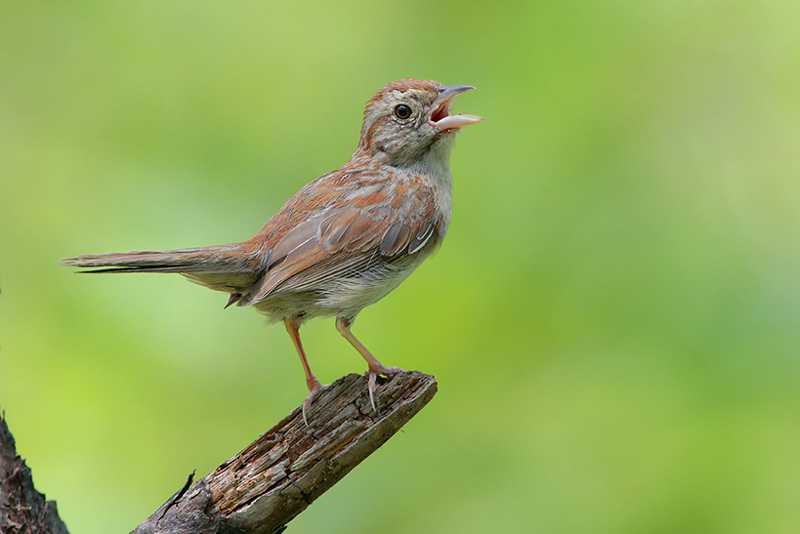 Bachmans Sparrow
