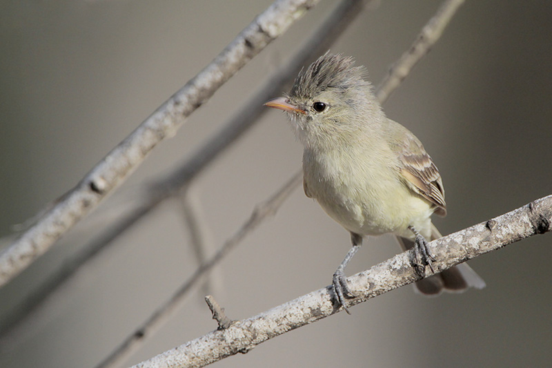 Northern Beardless Tyrannulet