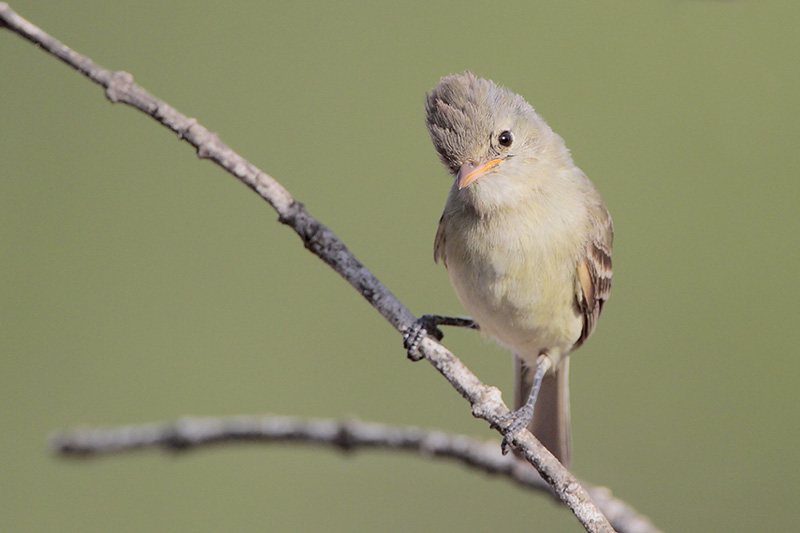 Northern Beardless Tyrannulet