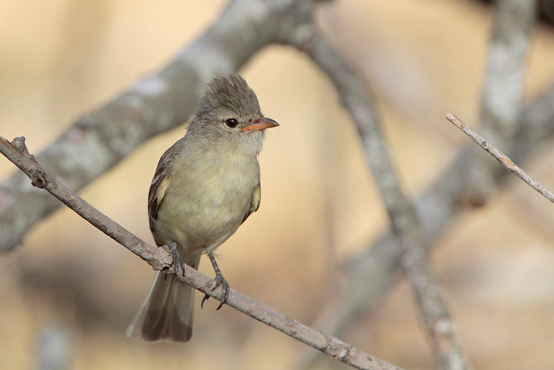 Northern Beardless Tyrannulet