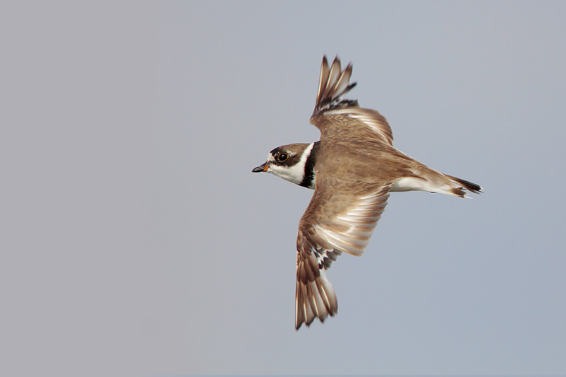 Semipalmated Plover