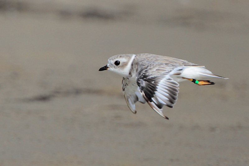 Piping Plover