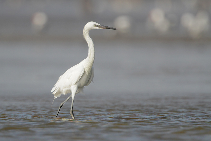 Reddish Egret