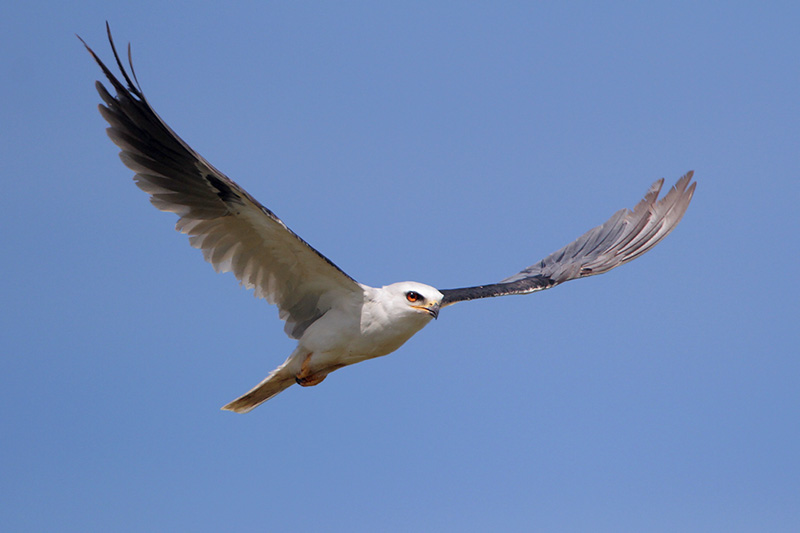 White-tailed Kite