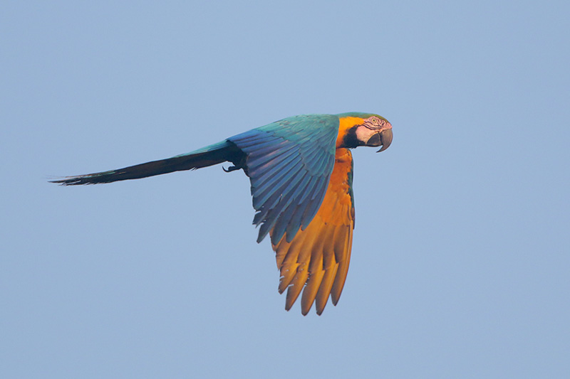 Blue-and-yellow Macaw
