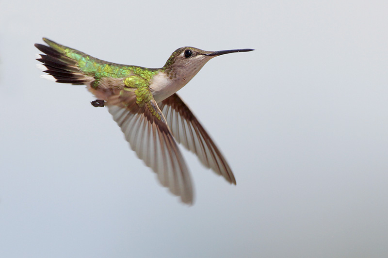 Ruby-throated Hummingbird