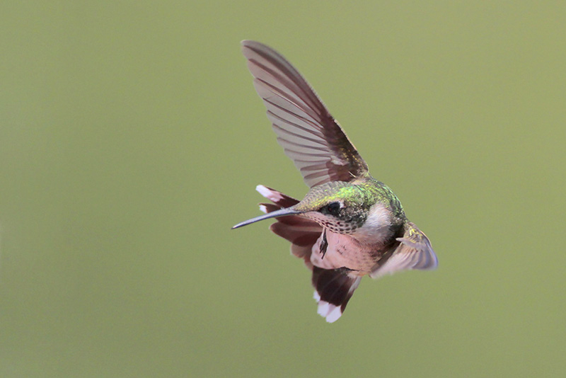 Ruby-throated Hummingbird