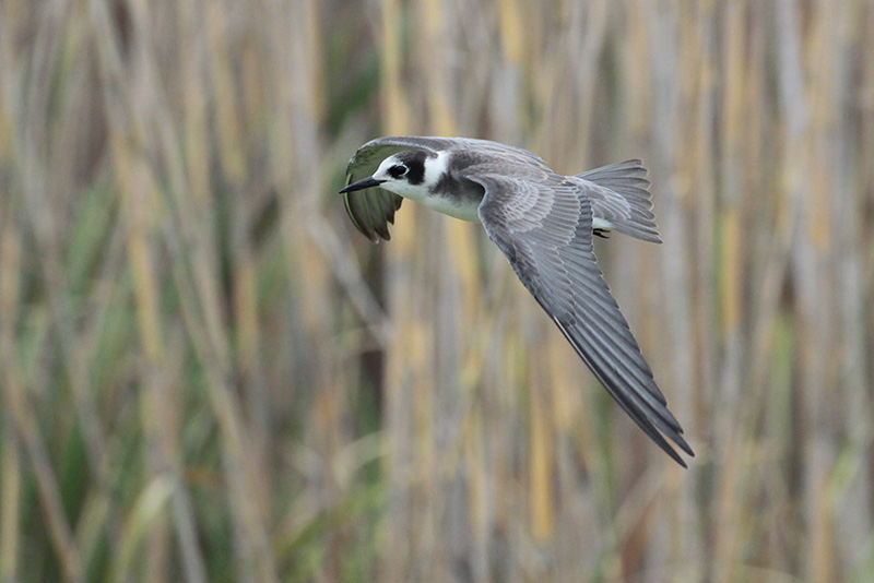 Black Tern