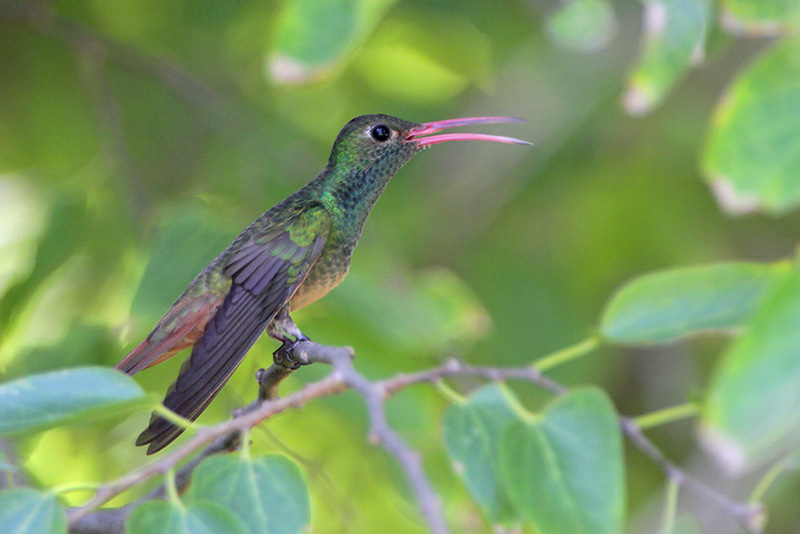 Buff-bellied Hummingbird