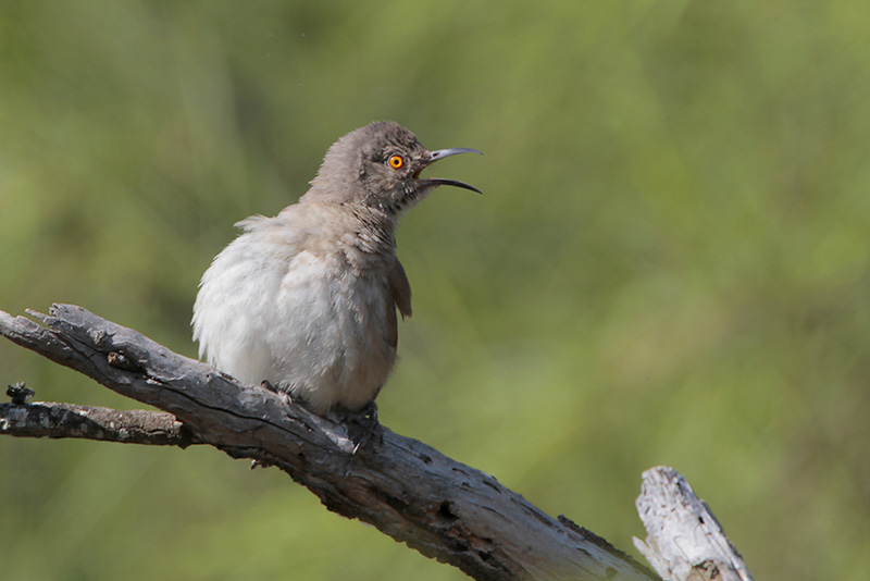 Curve-billed Thrasher