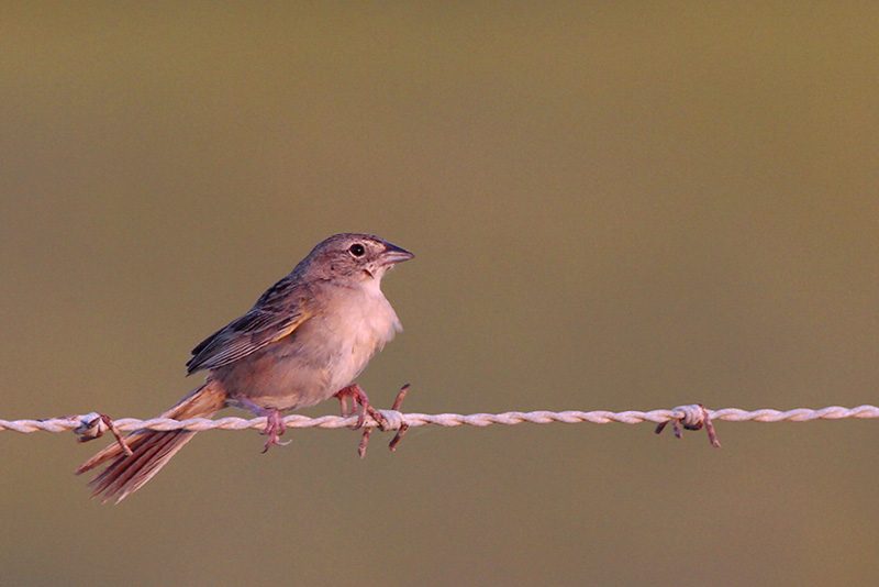 Botteris Sparrow