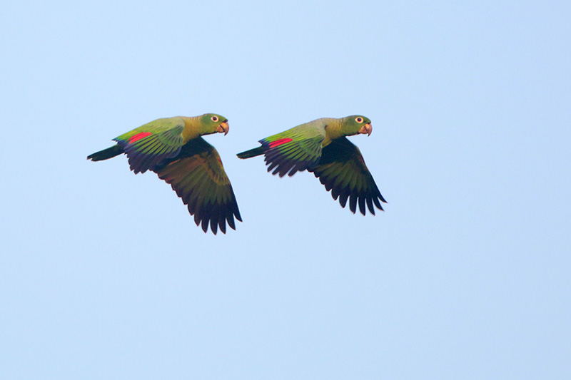 Mealy Parrot