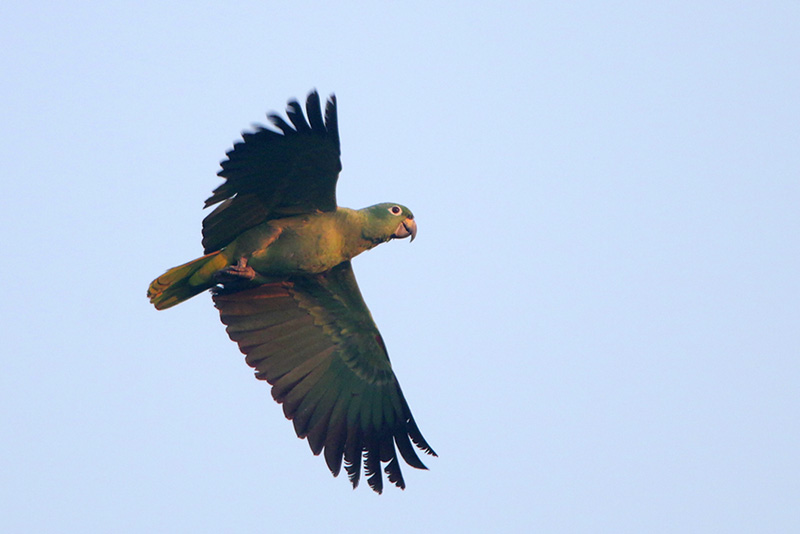 Mealy Parrot