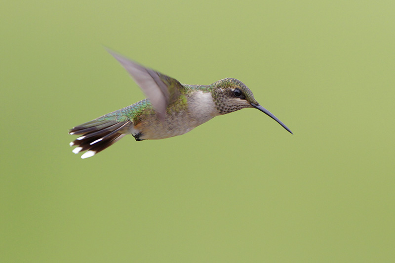 Ruby-throated Hummingbird
