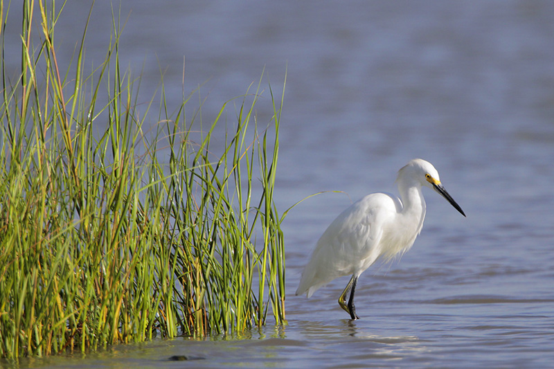 Snowy Egret