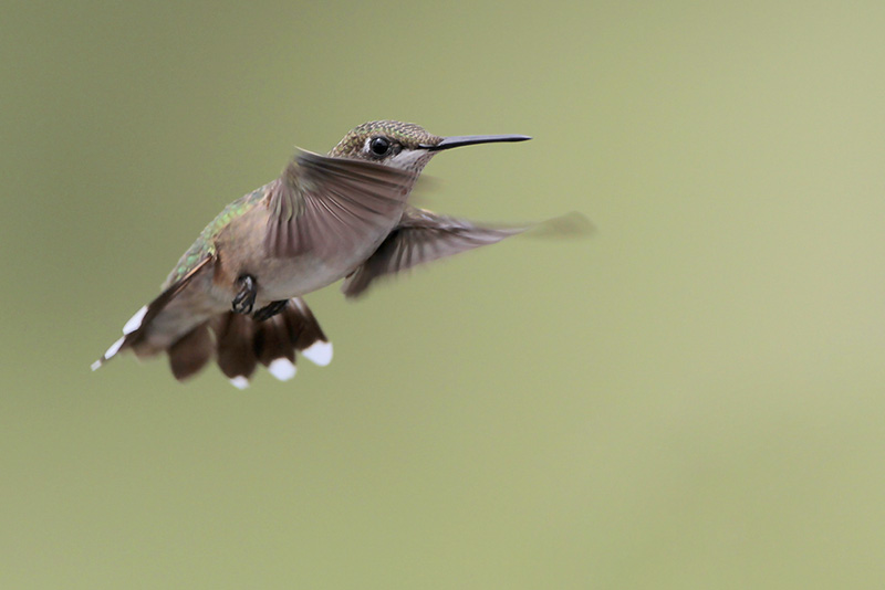 Ruby-throated Hummingbird